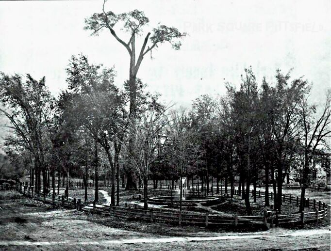 Old elm tree in Park Square